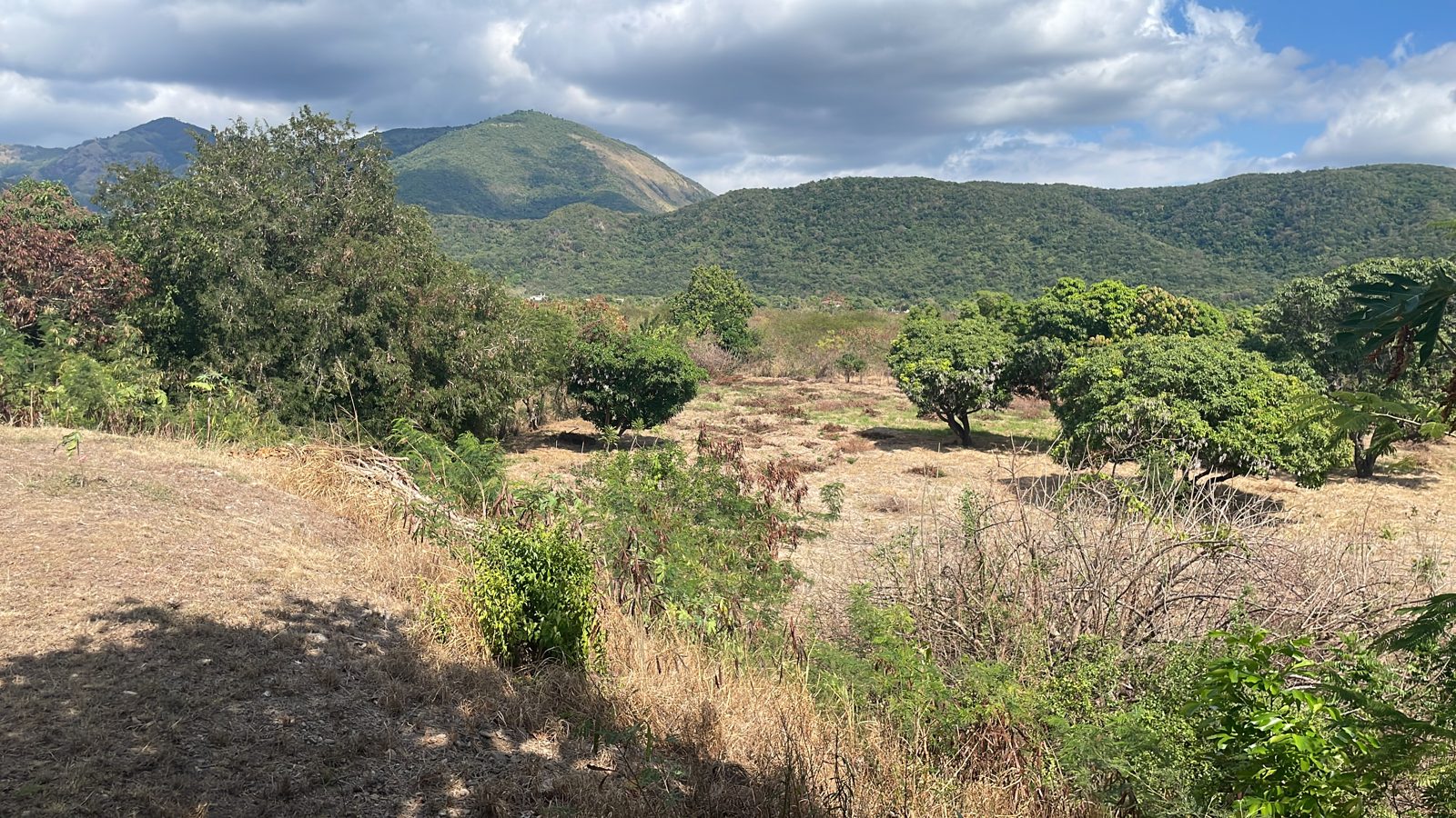 Parched grass and scattered trees on the family farm in St Thomas during a drought