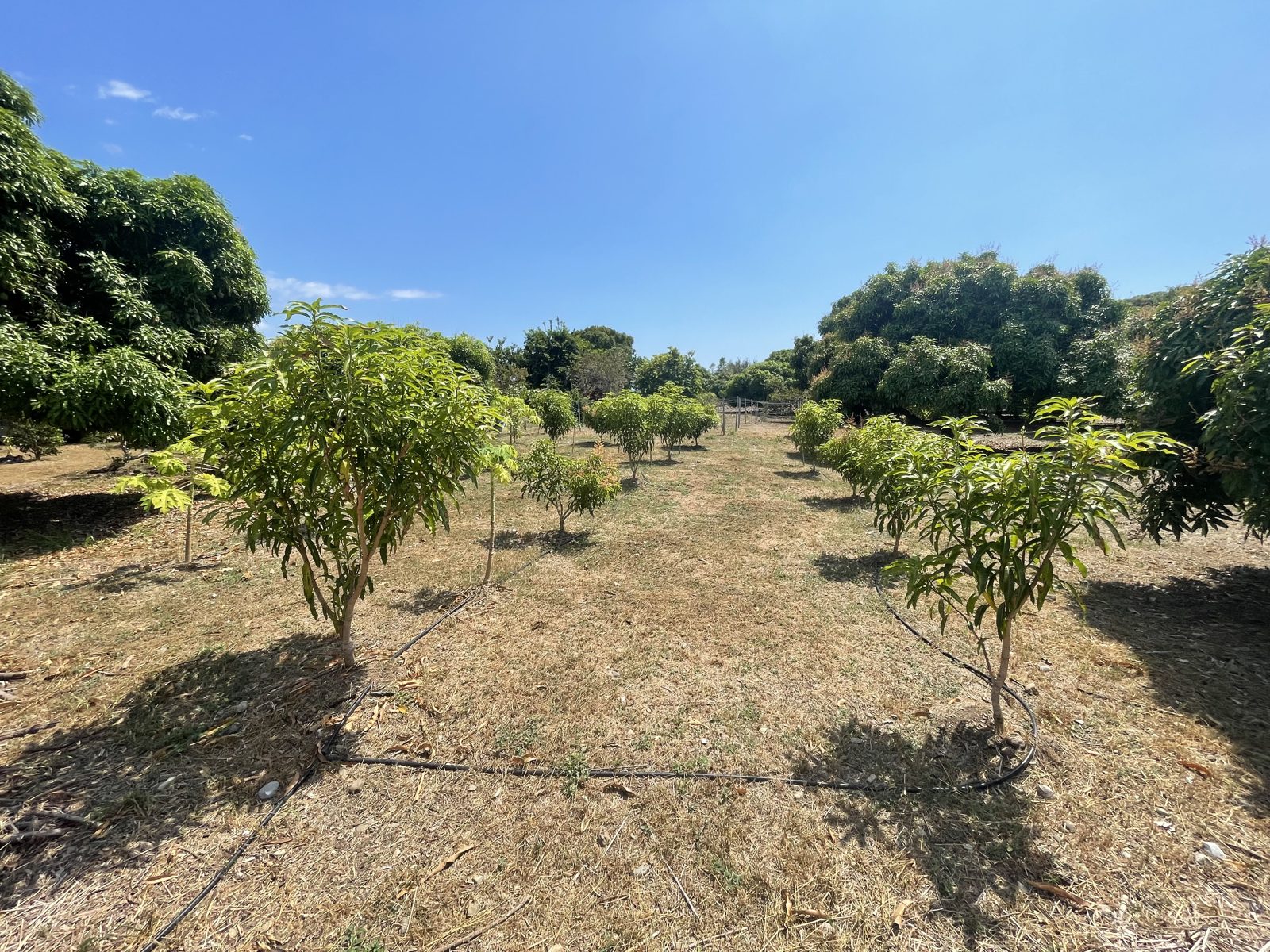 Rows of young mango trees in a high-density planting on the family farm in Jamaica