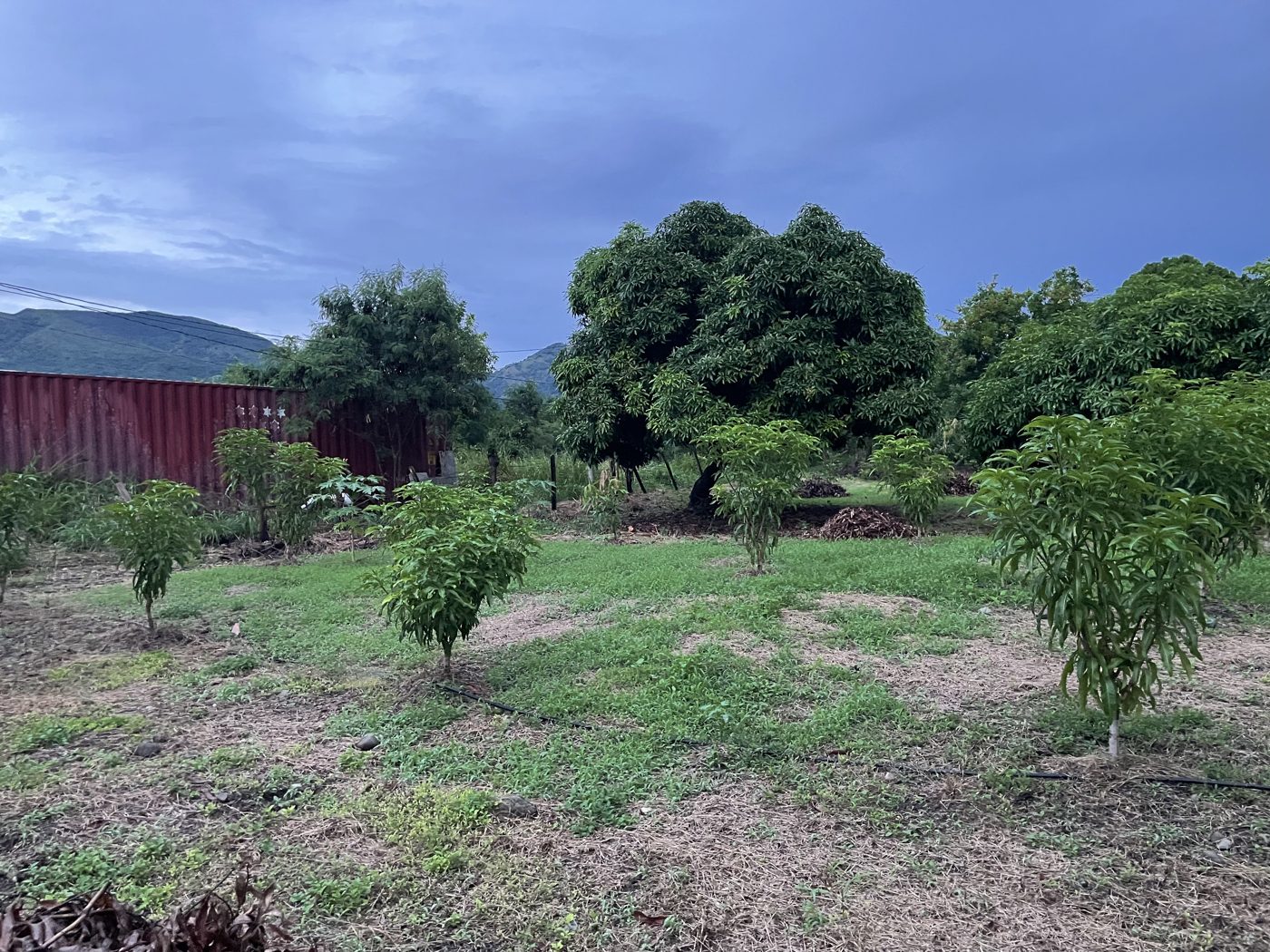 Mangoes on the family farm in Jamaica